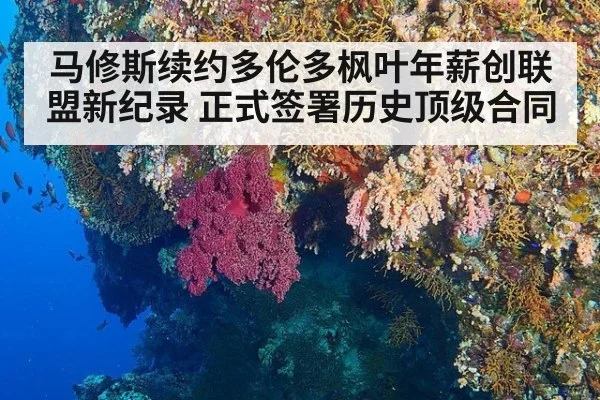 马修斯续约多伦多枫叶年薪创联盟新纪录 正式签署历史顶级合同